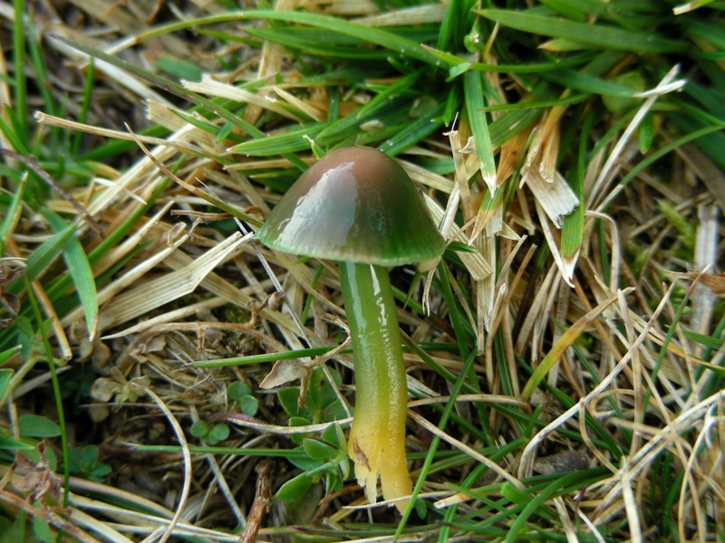 Viva le Hygrocybe!!!